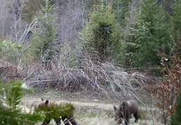 На Буковині виявили родину бурих ведмедів, популяція яких на межі зникнення