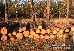 Буковинські поліцейські викрили незаконну вирубку дерев на території двох лісництв