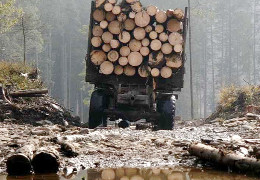 У Карпати гряде катастрофа: в Україні хочуть відновити експорт лісу-кругляка