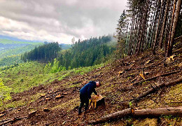 За незаконну порубку дерев у “Зубровиці” екологи виставили претензію Путильському лісгоспу на суму понад 3 млн. грн.
