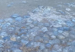 Тіло покрилося плямами після купання. На курортах Азовського моря навала медуз, вчені назвали причину явища
