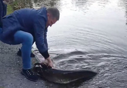 З’явилося відео, як у водоймі парку "Жовтневий" у Чернівцях виловили велетенського сома