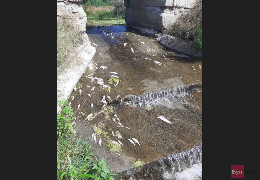Екологічна катастрофа в Лужанах: отруєно річку Совиця. Місцеві жителі б"ють на сполох - хто їх почує?