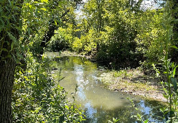 Стали відомі причини масової загибелі риби у водоймах Чернівців