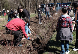 На Буковині планують висадити майже два мільйони дерев