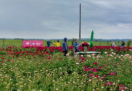 У Глибоці посадили поле півоній, а саджанці подарували родичам полеглих героїв, які створять "квітники пам’яті"