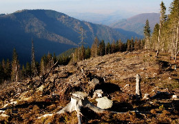 Вирубка лісів у Карпатах може стати простішою: нардепи зареєстрували законопроєкт, який спростить проведення суцільних рубок