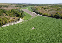 Територія Каховського водосховища заростає конюшиною: як це виглядає