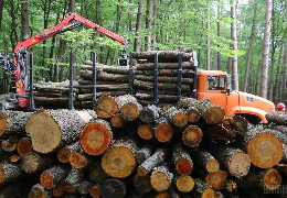 Минулого року ДП «Ліси України» отримали 62 000 кубометрів незаконної деревини. У їхніх планах ─ узаконити схему. Природоохоронці б’ють на сполох