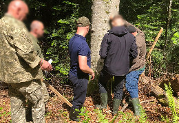 На Буковині троє працівників місцевого лісництва можуть сісти на 10 років тюрми за вирубку цінного лісу на 3,7 млн грн