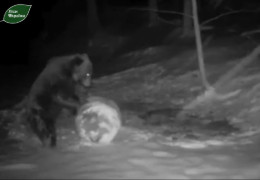 Смішне відео: у Буковинських Карпатах у фотопастку потрапив ведмідь, який розважається тюком сіна