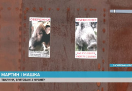 Поранений захисник привіз додому з фронту бика та дику свиню. Далі сталося неймовірне!